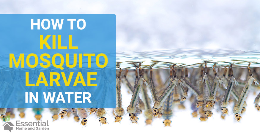 how to kill mosquito larvae in water