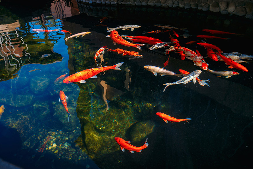 koi in a pond to kill mosquitos