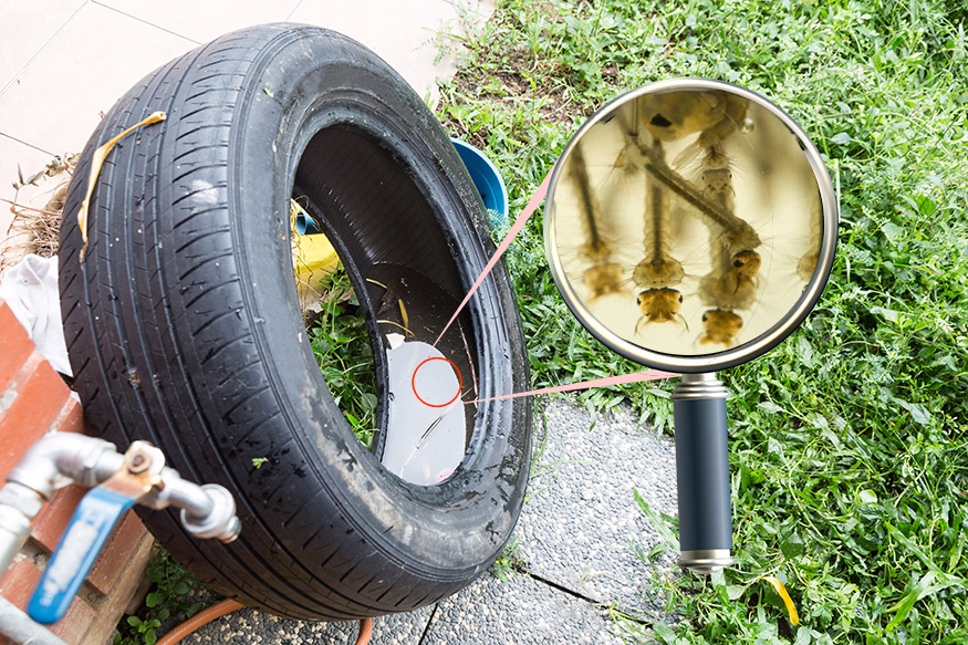 mosquito larvae in standing water