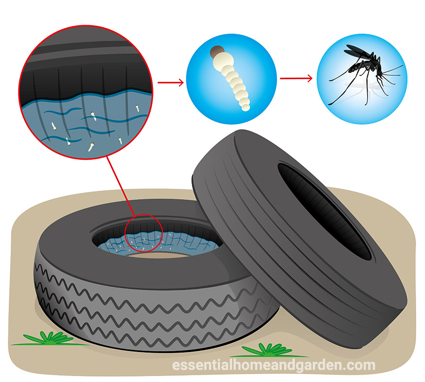 mosquito larvae in water in old tire