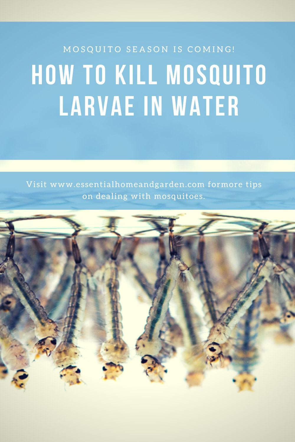 mosquito larvae in water pinterest image