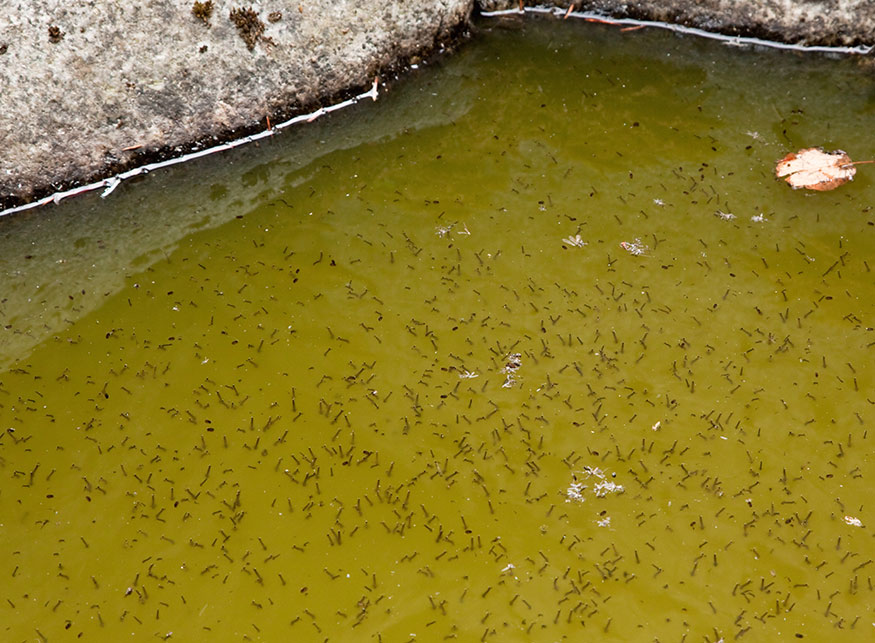 mosquito larva in a pond