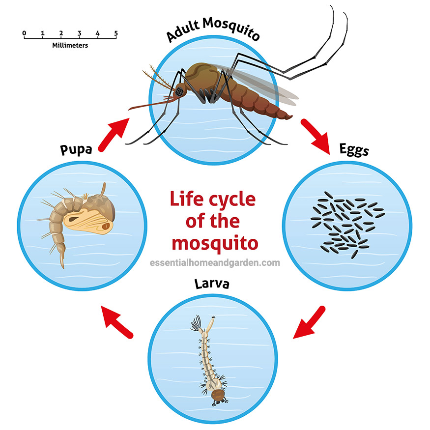 breaking the mosquito life cycle