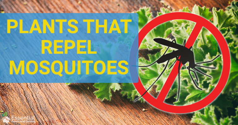 mosquito repellent plants