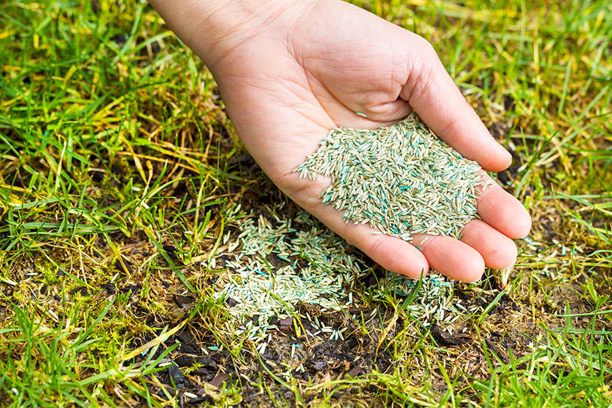 planting seed on bare spot in lawn