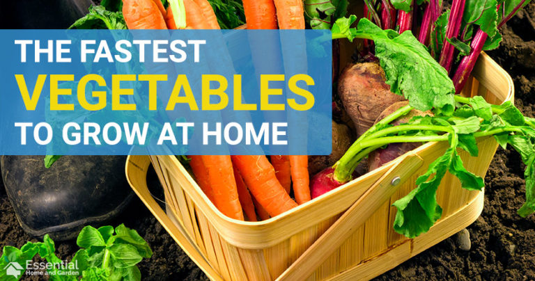 fastest growing vegetables
