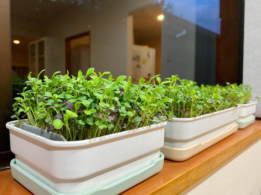 A window sill with a window box filled with fast-growing vegetable sprouts.