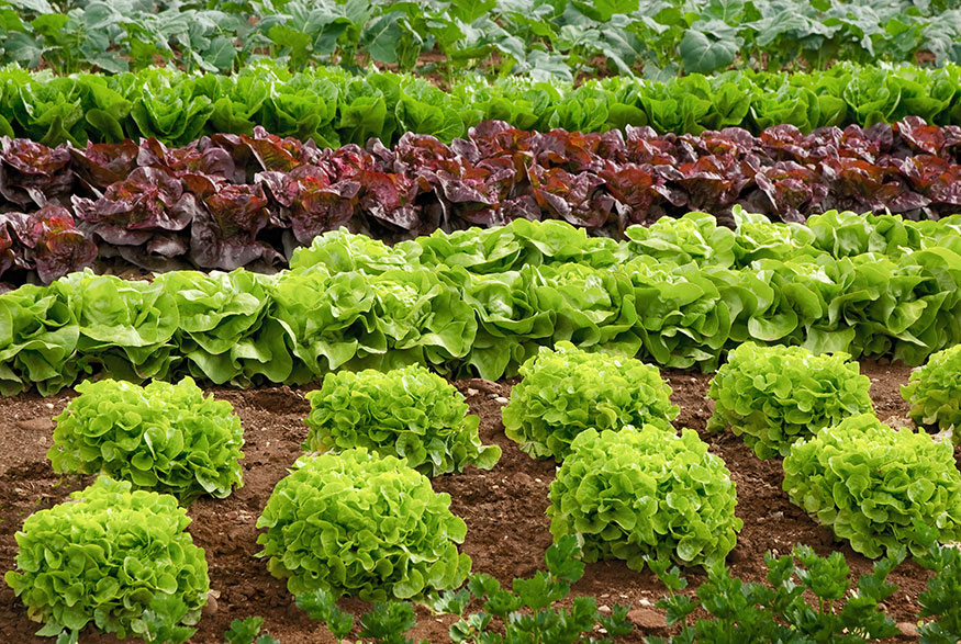 Salatblätter Salat wächst