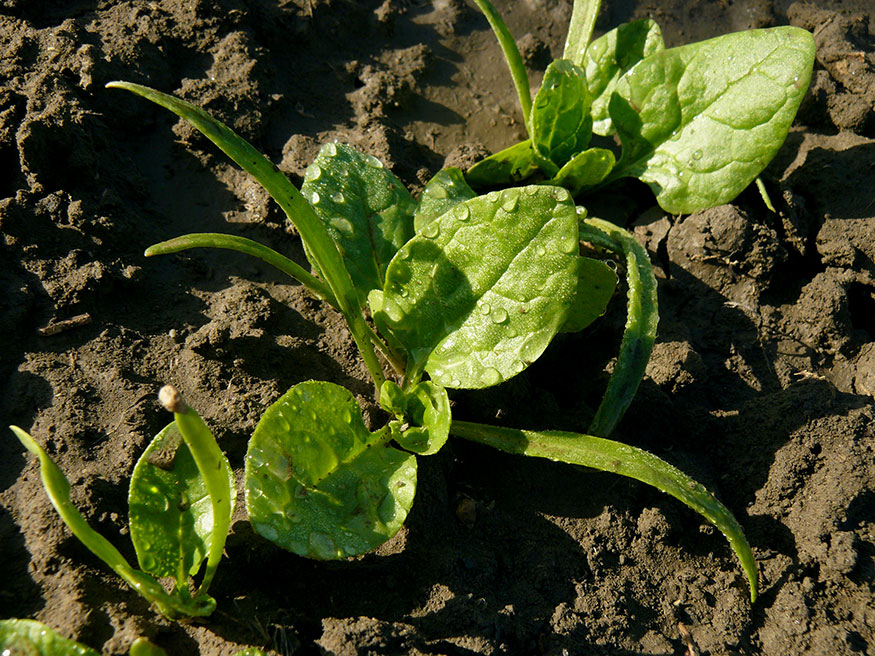 spinach seedling