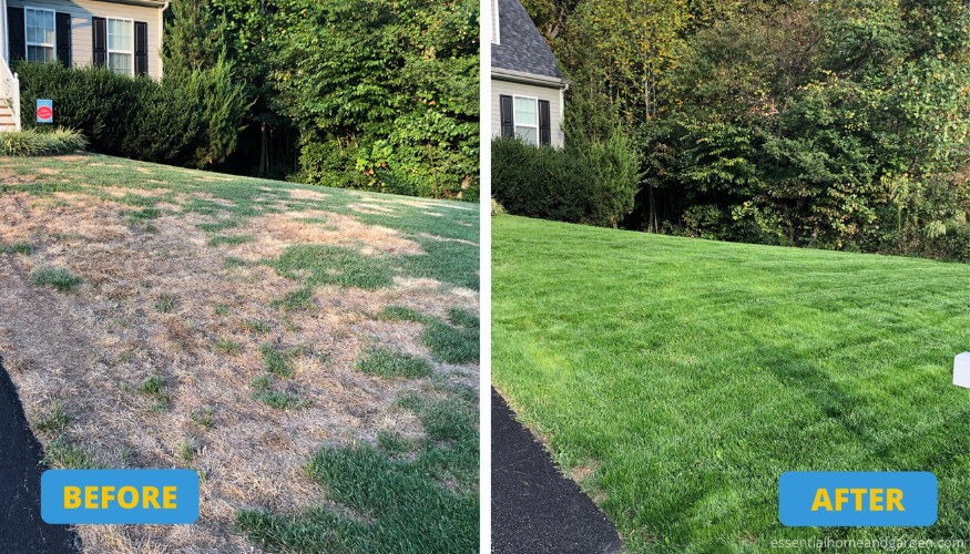 before and after overseeding a lawn