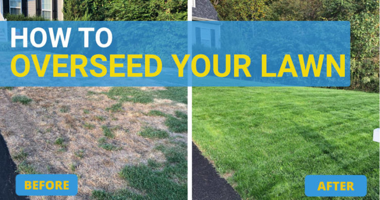 how to overseed your lawn