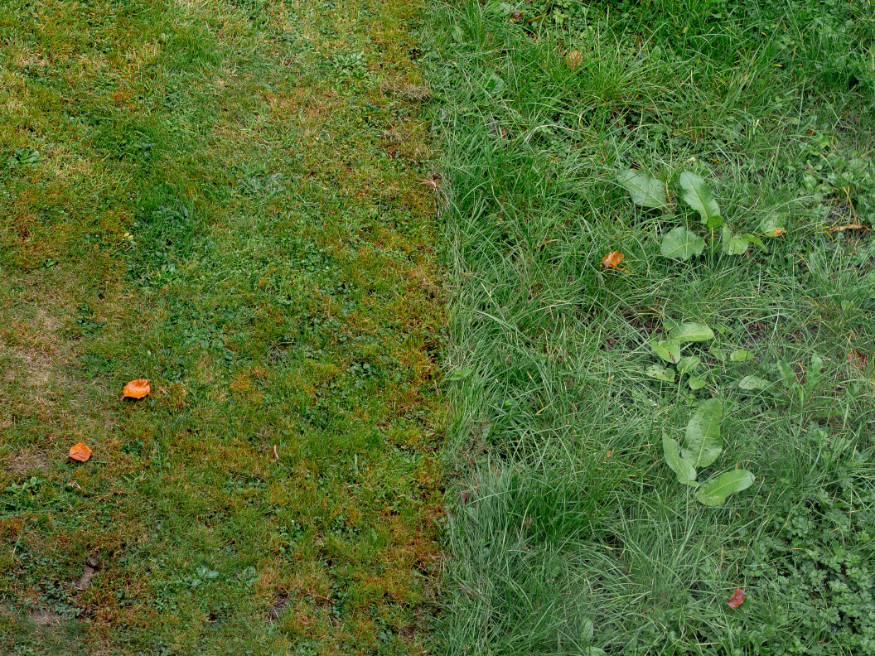 a lawn in poor condition with weeds and bares pots