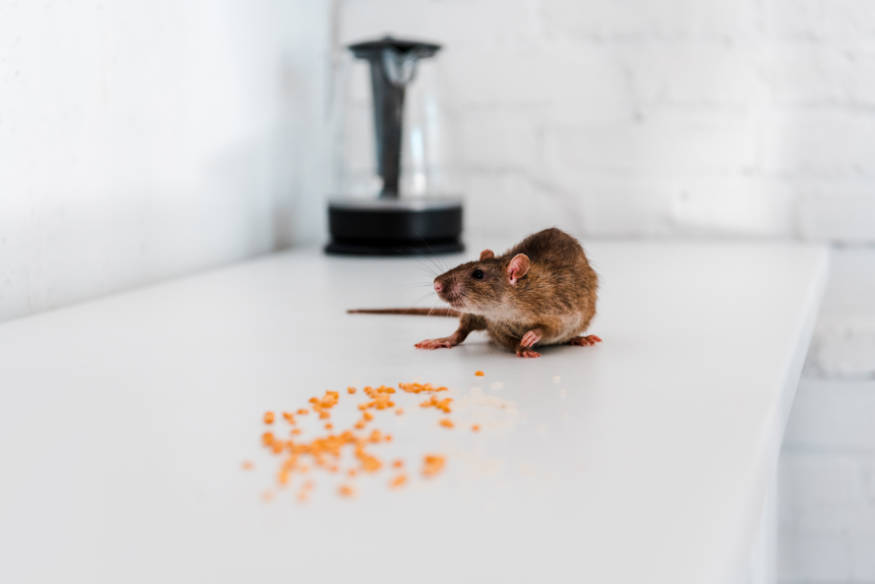 rat eating food on kitchen bench