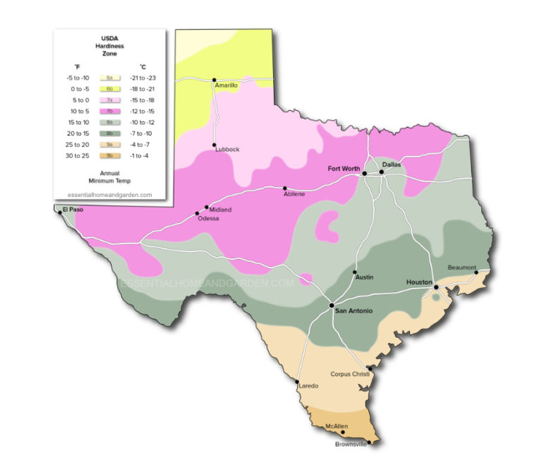 The Best Grass For North Texas 4 Types For A Lush Lawn