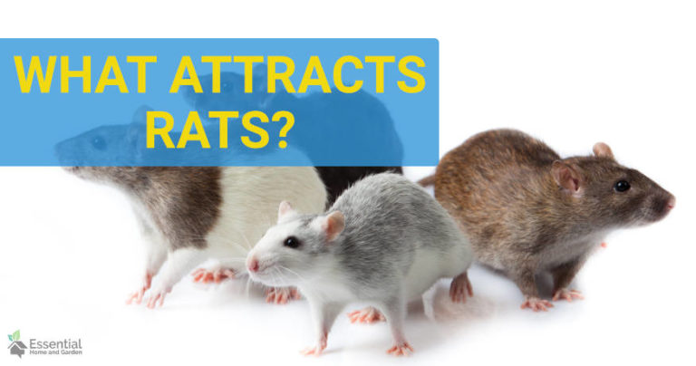 what attracts rats
