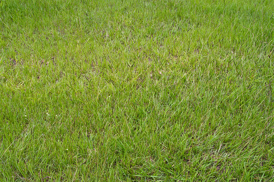 bahia grass