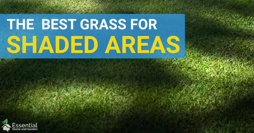 best grass for shaded areas