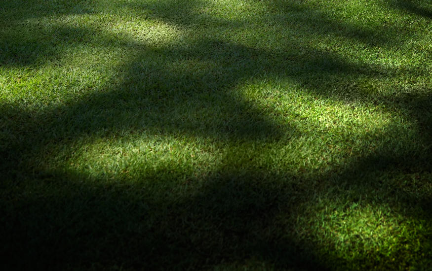 grass in the shade