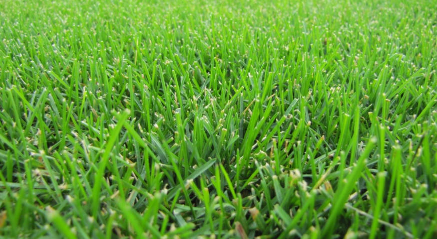 Kentucky bluegrass is one of the best grass seeds for Ohio