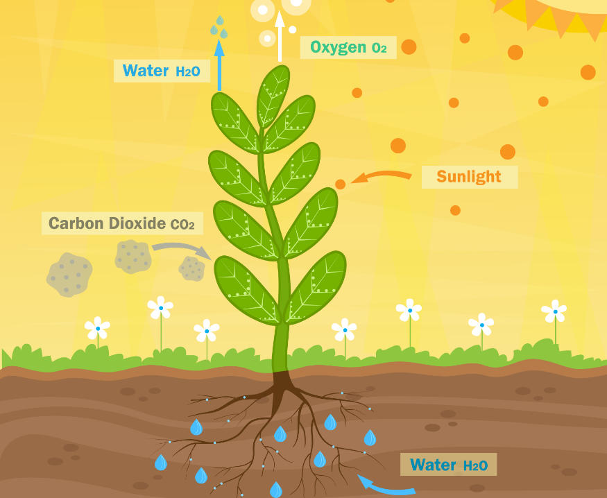 photosynthesis illustration