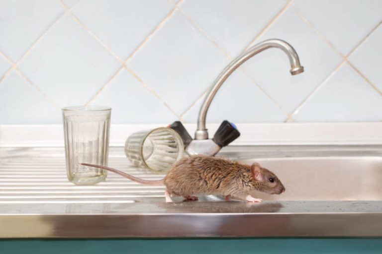 5 Reasons Rats Are Attracted To Your House Essential Home And Garden