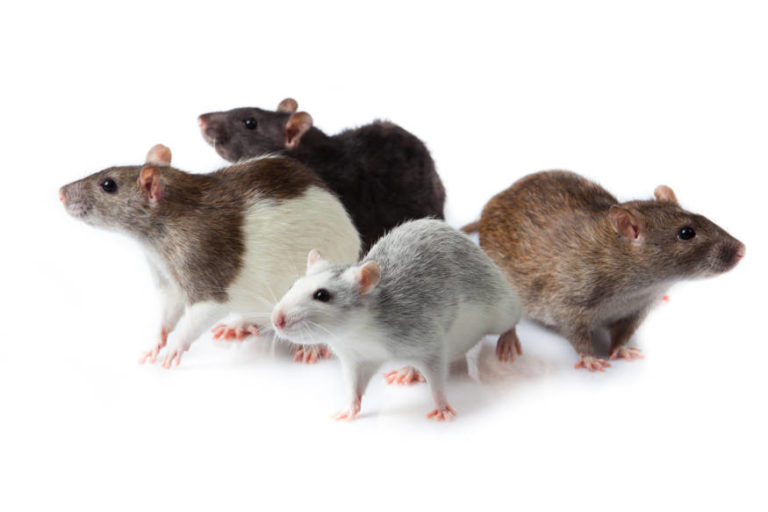 5 Reasons Rats Are Attracted To Your House Essential Home And Garden