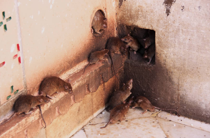 rats accessing a building through hole