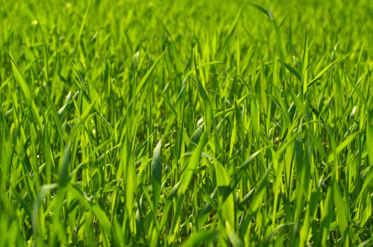The Best Grass For Texas The Complete Guide Essential Home and Garden