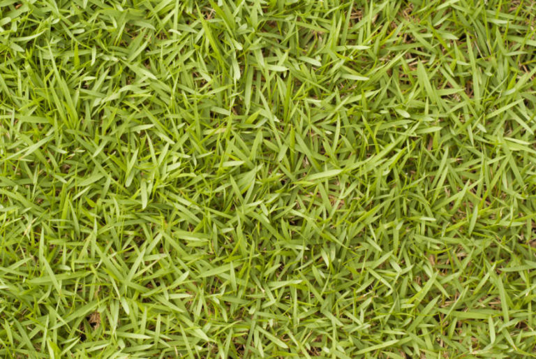 The Best Grass Seed For Lawns Essential Home and Garden
