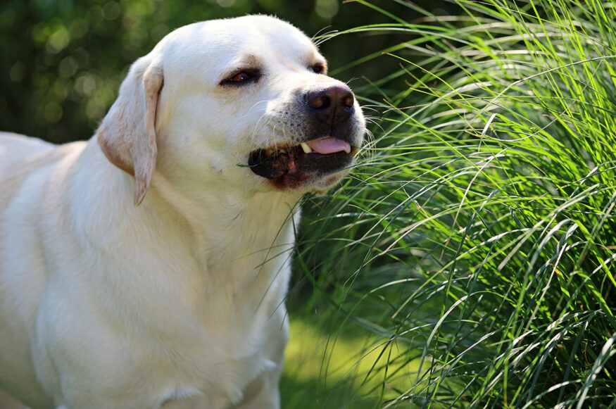 The Best Grass For Dogs Selecting The Best Grasses For Your Lawn