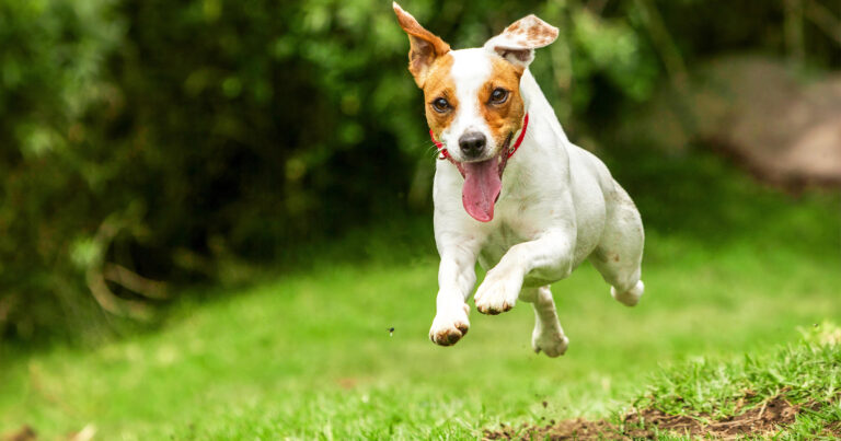 dog running fast on grass