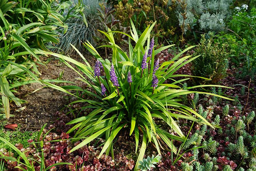 Border Grass (Liriope Muscari)