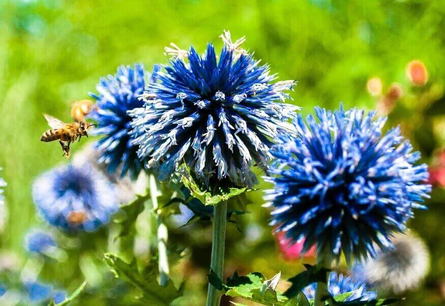 blue cornflowers