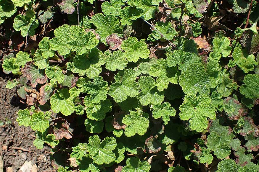 Creeping Raspberry (Rubus Calycinoides)
