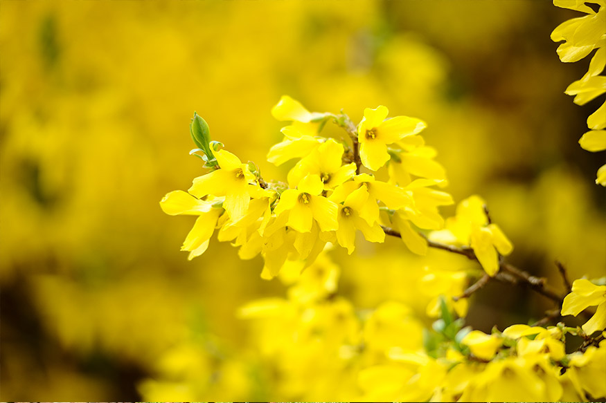 Forsythia