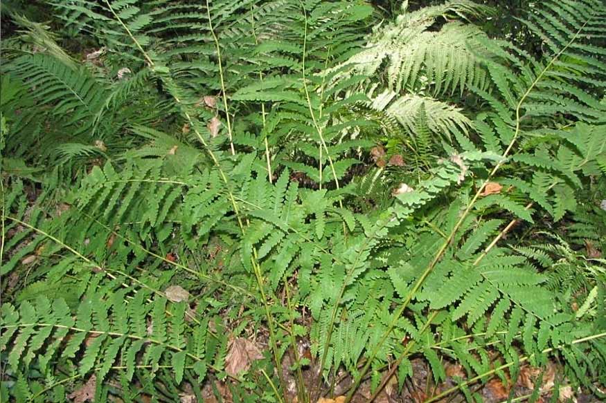 Interrupted Fern (Osmunda Claytoniana)