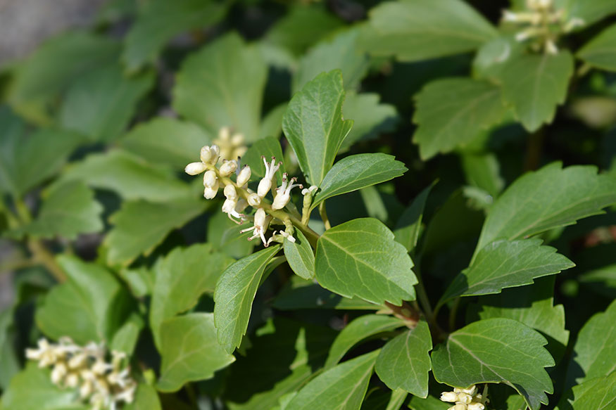 Japanese Spurge (Pachysandra Terminalis)