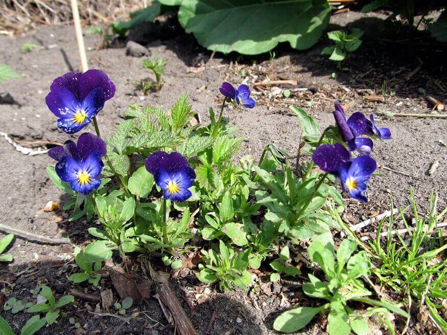 a small bunch of Johnny Jump-ups