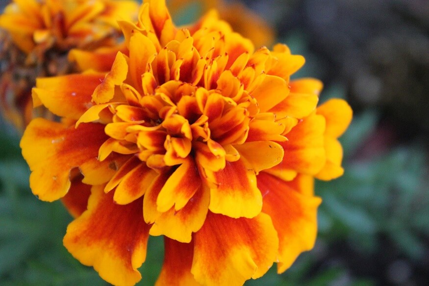 marigold