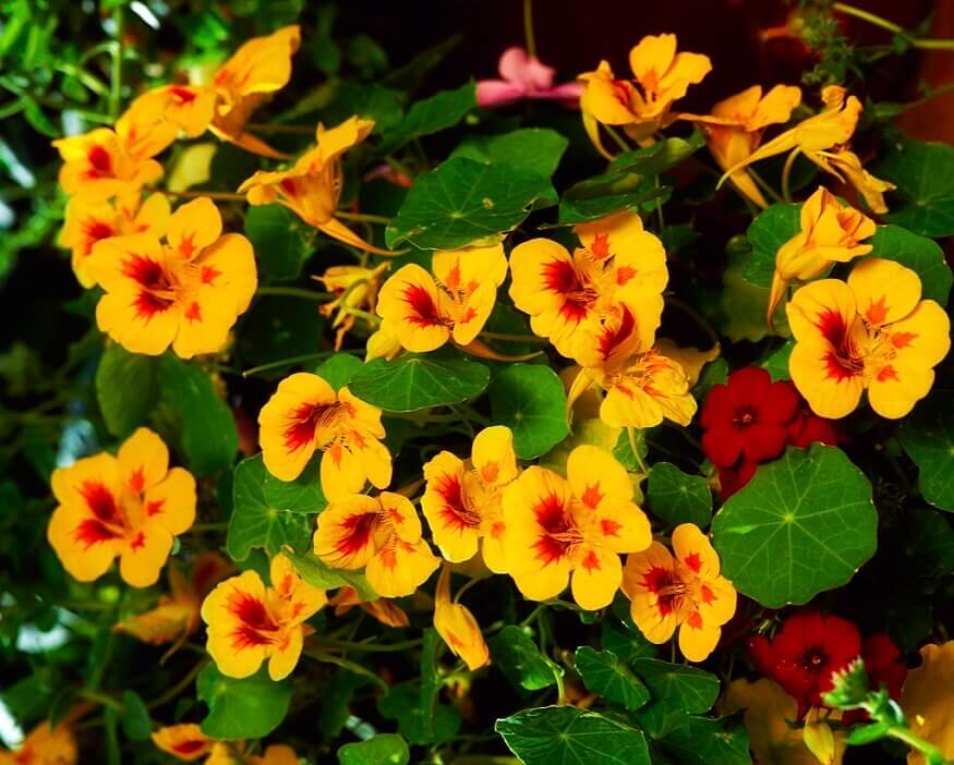 nasturtium flowers