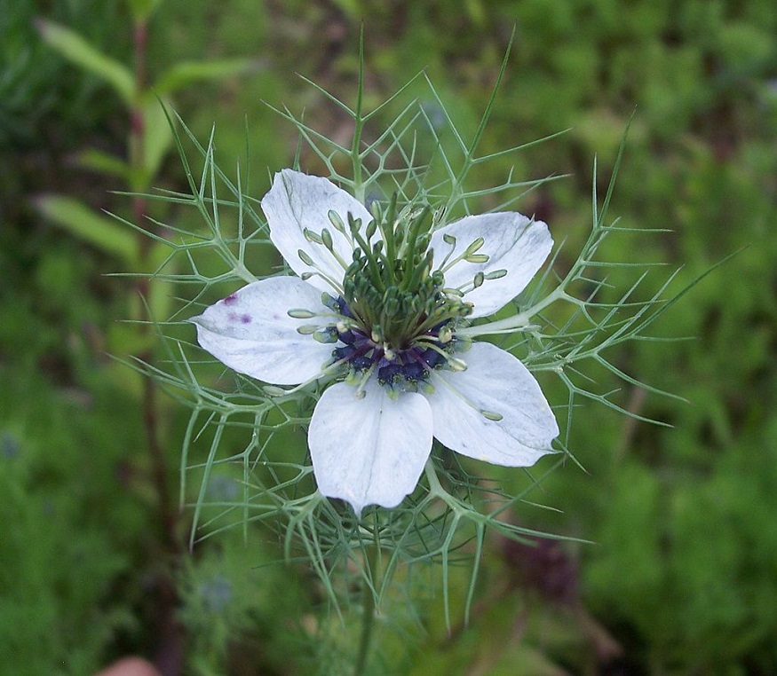 nigella