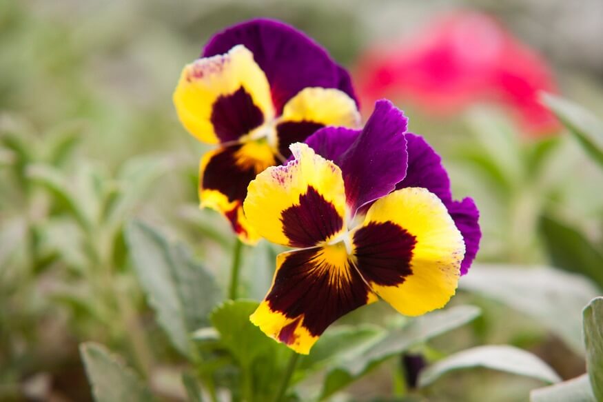 two yellow Pansies