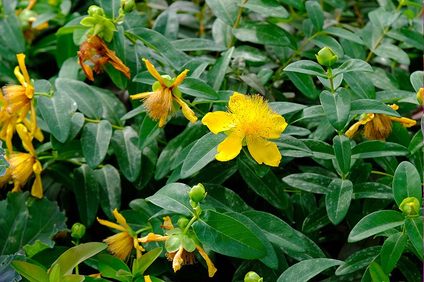 St. John’s Wort (Hypericum Calycinum)