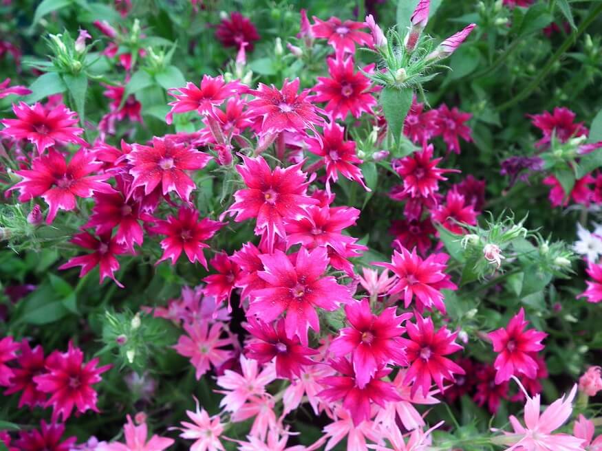 annual phlox