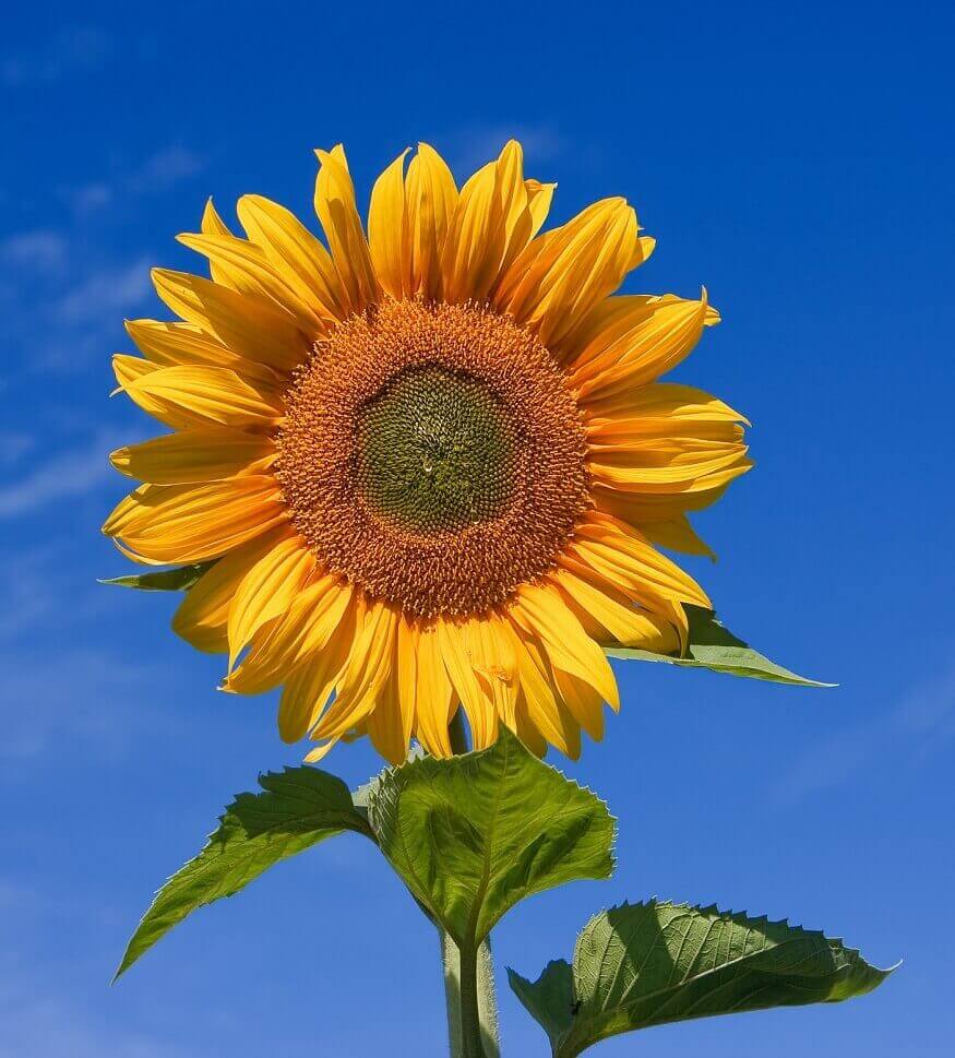 a sunflower