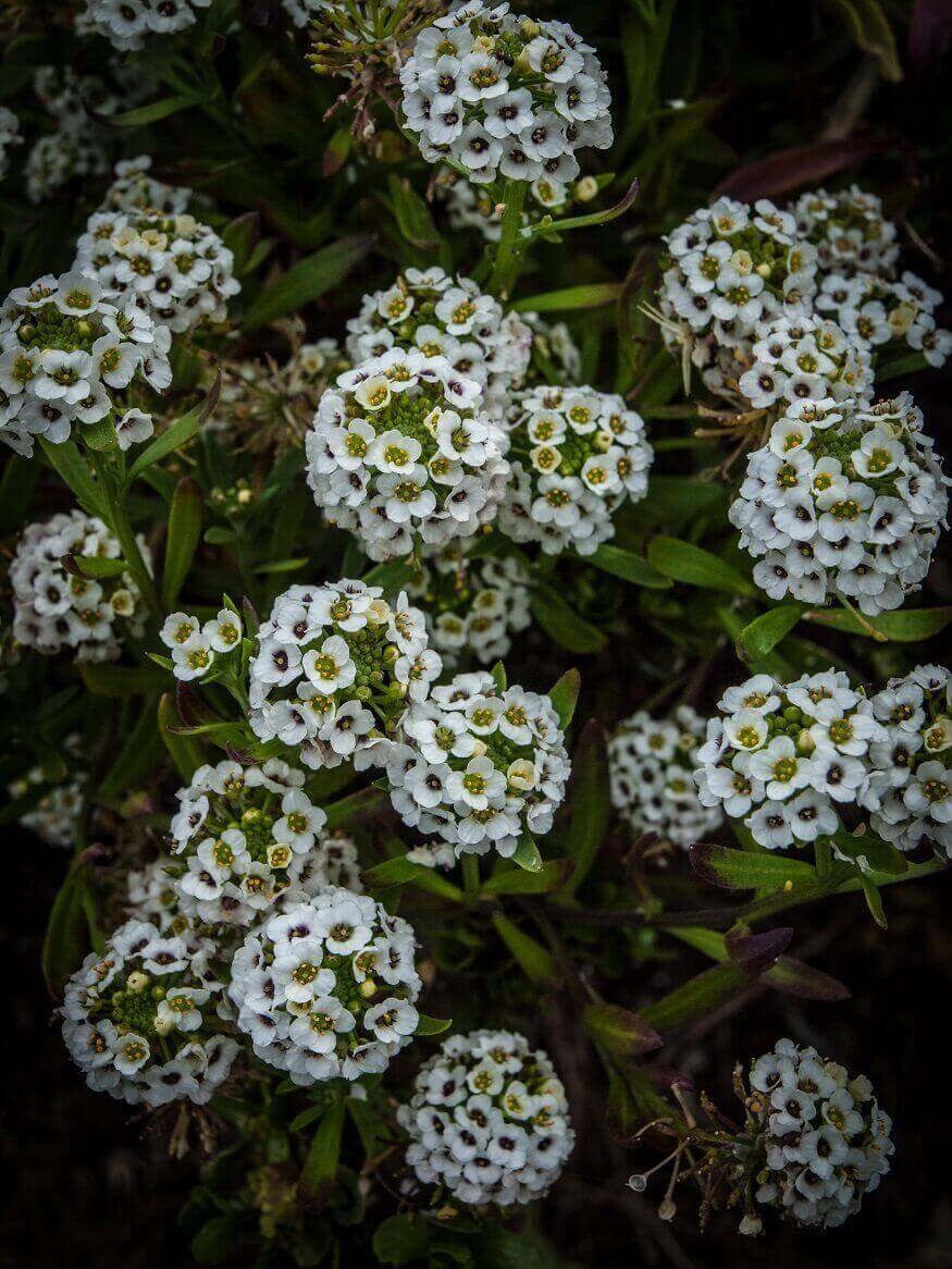 multiple clusters of Sweet Alyssum