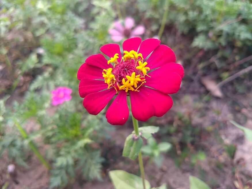 zinnia flower