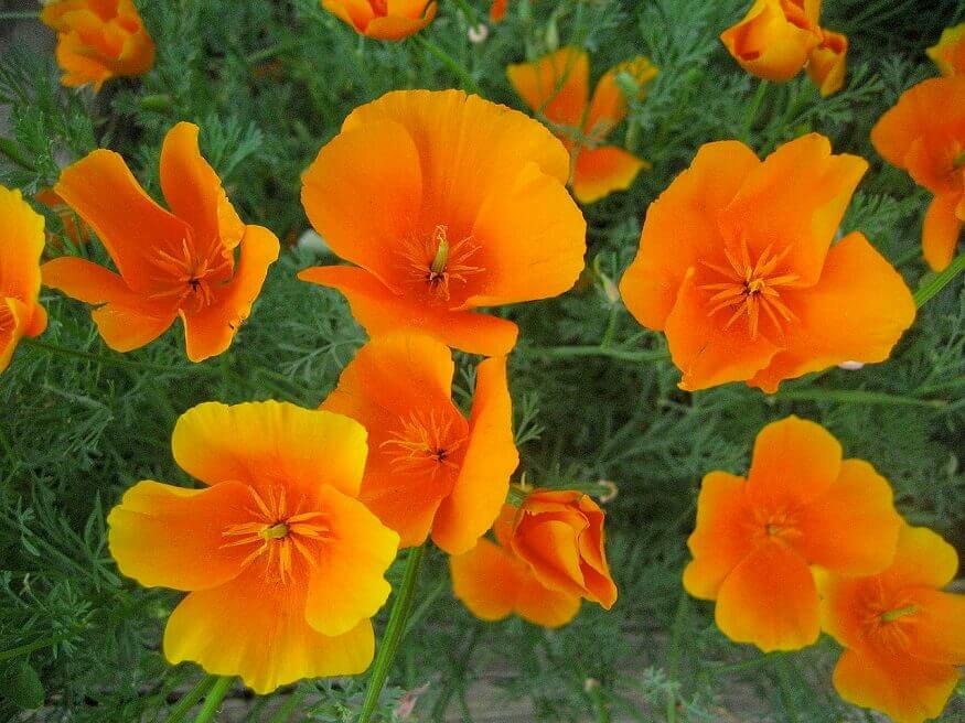 california poppies