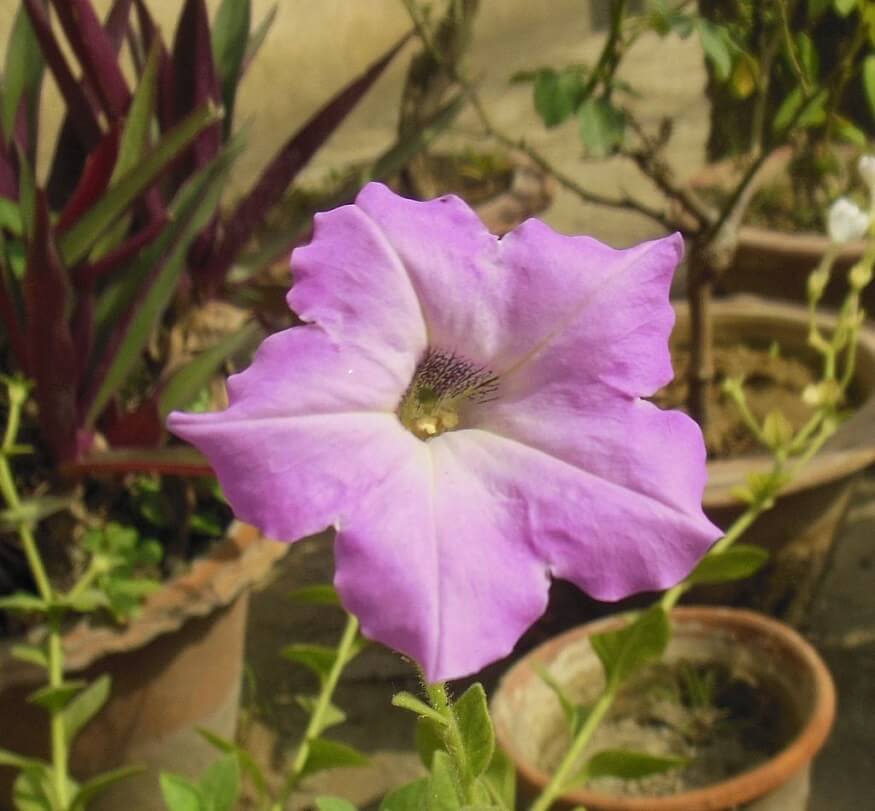 petunia flower