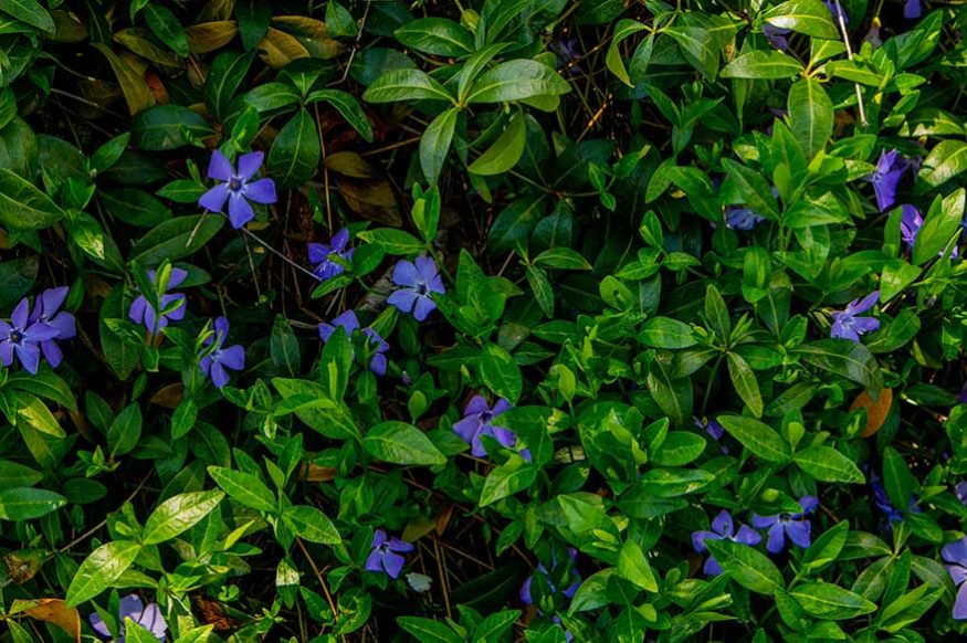 Creeping Myrtle (Vinca minor)